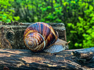 snail on a wooden background © Sona
