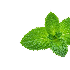Two vibrant green mint leaves, intricate veins, on transparent background with copy space, soft diffused light, concept of natural purity and freshness.