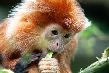 Langur de Java juv&eacute;nile en gros plan	