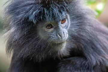 Langur de Java adulte en gros plan
