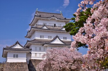 小田原城　春の彩り