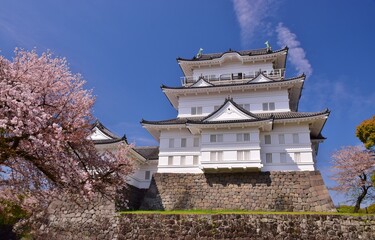 小田原城　春の彩り