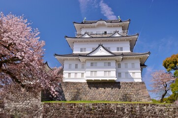 小田原城　春の彩り