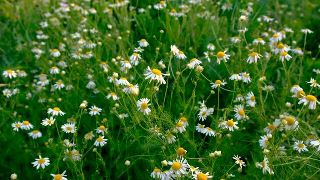 Daisies bloom in the garden. Selective focus.