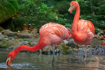 Deux flamants roses ayant les pattes dans le plan d'eau