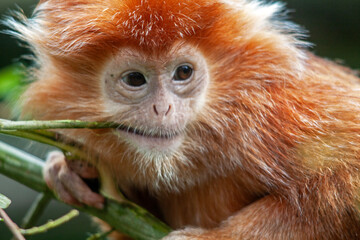 Langur de Java juv&eacute;nile en gros plan	