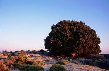 The Juniperus macrocarpa, also known as the large-berried juniper, is a coniferous tree or shrub belonging to the Cupressaceae family, Elafonisi, Crete