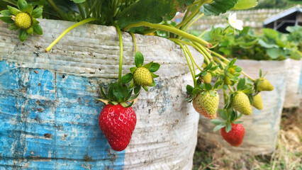 Ripe and unripe strawberries growing in recycled bags on a small farm. Fresh red berries, green...