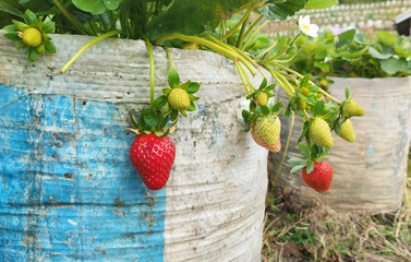 Ripe and unripe strawberries growing in recycled bags on a small farm. Fresh red berries, green leaves, and natural textures capture the beauty of sustainable strawberry cultivation.