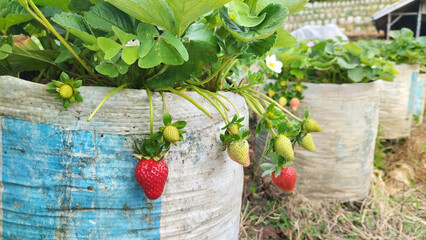 Ripe and unripe strawberries growing in recycled bags on a small farm. Fresh red berries, green leaves, and natural textures capture the beauty of sustainable strawberry cultivation.
