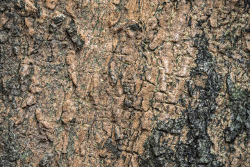 The rough bark of ancient trees in the forest creates very unusual backgrounds.