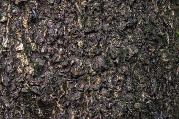 The rough bark of ancient trees in the forest creates very unusual backgrounds.