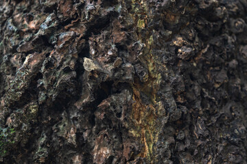 The rough bark of ancient trees in the forest creates very unusual backgrounds.