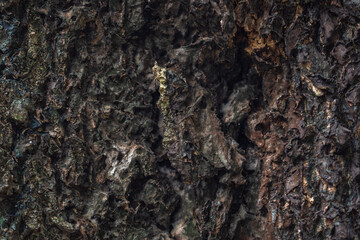 The rough bark of ancient trees in the forest creates very unusual backgrounds.