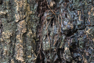 The rough bark of ancient trees in the forest creates very unusual backgrounds.