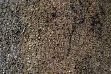 The rough bark of ancient trees in the forest creates very unusual backgrounds.