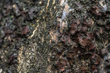 The rough bark of ancient trees in the forest creates very unusual backgrounds.