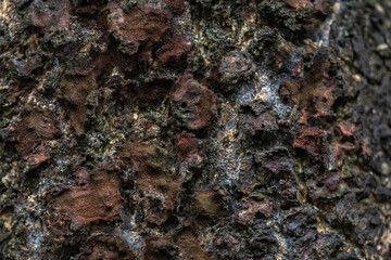 The rough bark of ancient trees in the forest creates very unusual backgrounds.