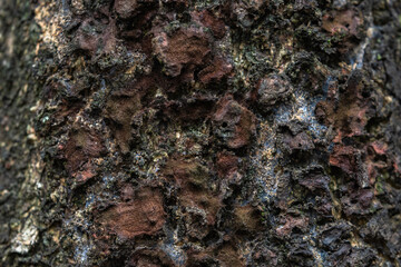 The rough bark of ancient trees in the forest creates very unusual backgrounds.