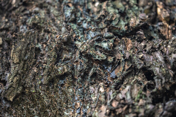 The rough bark of ancient trees in the forest creates very unusual backgrounds.