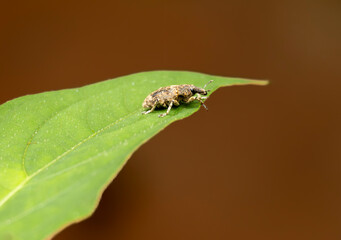 Naklejka premium A close-up, high-resolution photograph of a small, brown insect, likely a weevil or similar arachnid like a tick, resting on the edge of a vibrant green leaf. The image emphasizes the intricate detail
