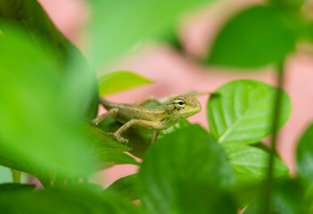 Nature's little resident on a leafy perch