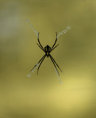 spider on a web