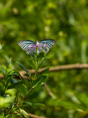 butterfly on a flower