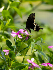 butterfly on flower