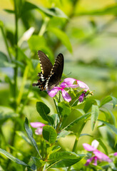 butterfly on a flower