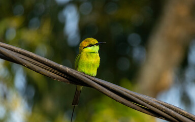 Asian green bee-eater