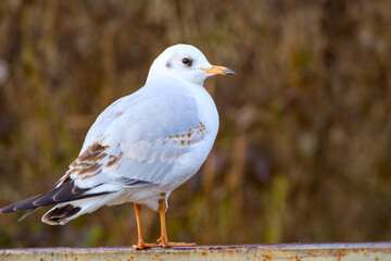 Fototapeta premium Black-headed gull standing on a metal railing in a side profile view