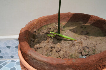 A green mantis in a clay pot on a terrace. A high-angle close-up view of a praying mantid, the long, predatory tropical insect with a thin red stripe and dot on the back of its head.