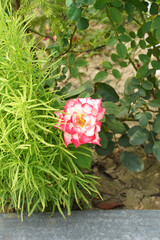 A white-pink chameleon rose flower in the garden. A white rosa chinensis with bright pink edges on its petals and yellow center blooms isolated, and surrounded by green plans in a flowerbed. Close-up.