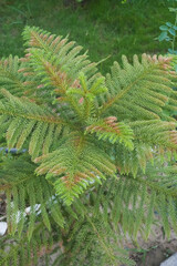 A decorative Christmas tree. A small beautiful coniferous tree Araucaria with symmetrical, neat branches. Exactly five branches surround the trunk, equally spaced and at the same height at all levels.