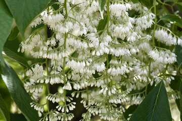 White flowers Pterostyrax hispidus close-up. A flowering tree with tassels of white flowers.
