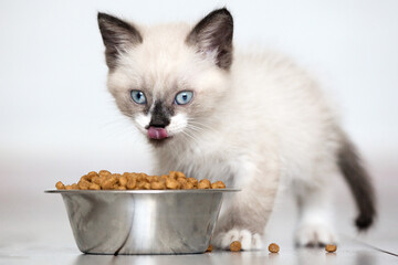 Kitten Eats Cat Food from bowl