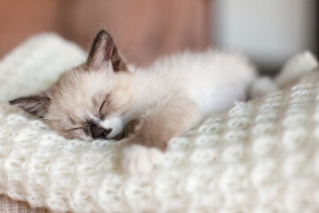 Close up portrait of kitten is sleeping on knitted blanket indoors