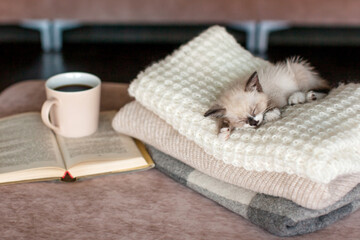 Kitten is sleeping sweetly on a pile of cozy blankets