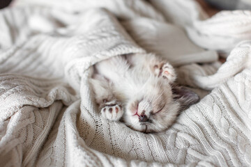 Little Cat Kitten sleeps lying on its back with its eyes closed on sofa