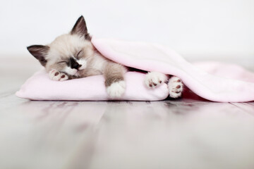 Tiny Cat is sleeping under pink blanket on pillow on white wooden floor indoors