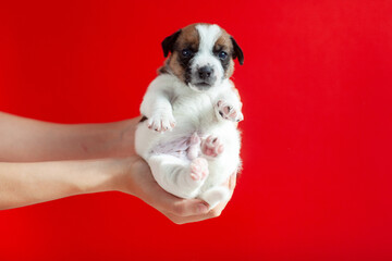 Puppy Jack Russell looking at camera, studio shot