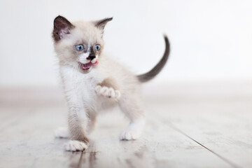 Funny kitten standing on wooden floor at home