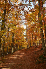 Fototapeta premium An autumn landscape with trees covered in vibrant foliage shades of yellow orange gold and a path strewn with fallen leaves Clear sky sunny day nature forest flora autumn