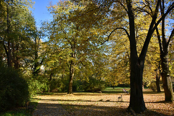 Fototapeta premium Autumn landscape in the park greenery alley strewn with fallen yellow leaves sunlight autumn October nature flora forest park