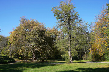 Fototapeta premium Serene autumn landscape in the park Sunny day with blue sky Autumn Park benches Nature Flora Changing foliage from green to yellow 
