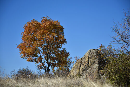 Autumn landscape with Portuguese oak tree Quercus faginea stone rock blue sky flora nature summer park