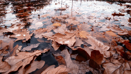 Fototapeta premium Golden autumn leaves floating in shallow reflective water puddle: atmospheric macro photo of fall foliage, wet textures, and seasonal nature for wallpapers and autumn designs.