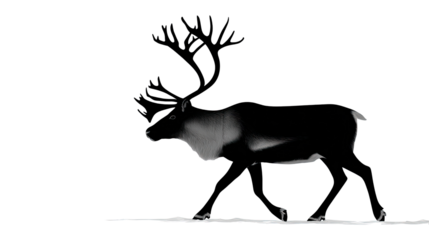 Caribou Silhouette: A majestic caribou strides purposefully, its impressive antlers a testament to its strength, against a backdrop of nature's stark beauty.