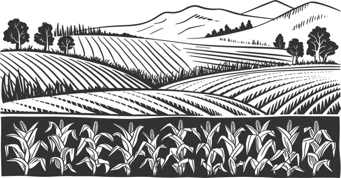 Detailed black vector engraving of a rural agricultural landscape with plowed fields, corn crops, hills, and trees, symbolizing farming and harvest
